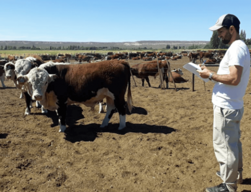Beneficios para el sector ganadero: Mendoza prorrogó el estado de emergencia hasta el 31 de marzo de 2025