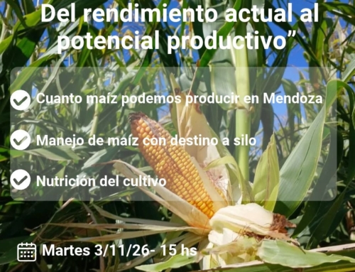 Maíz en Mendoza